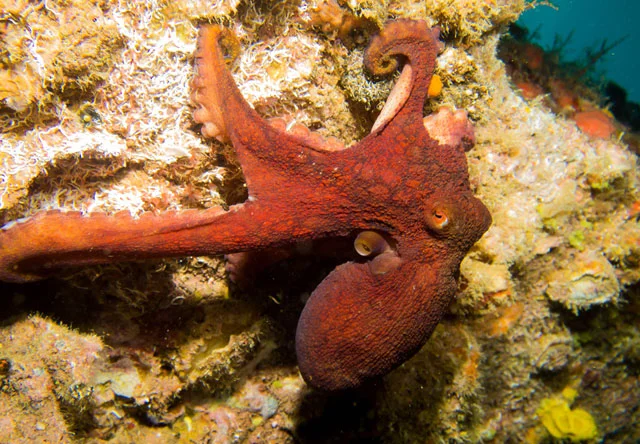 reef