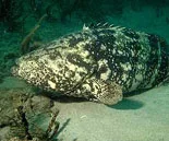 Grouper Bend